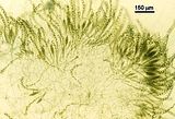 Liebmannia leveillei4